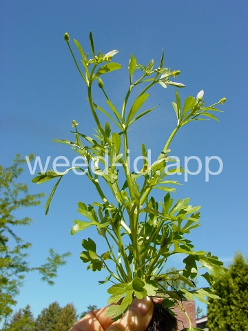 buttercup, crowfoot